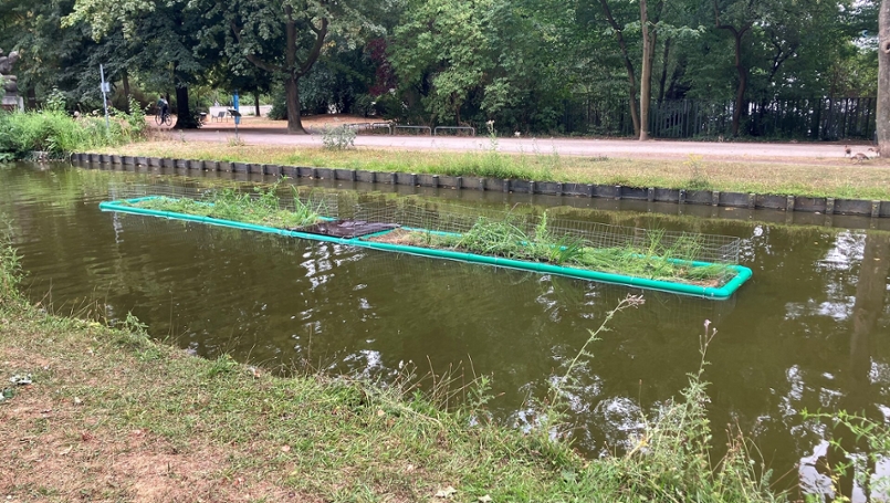 Eine Pflanzinsel auf dem Rautenstrauchkanal.