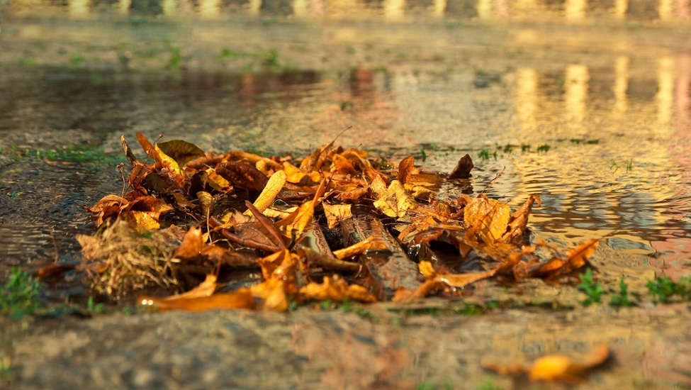 Laub auf einem Gullyrost.