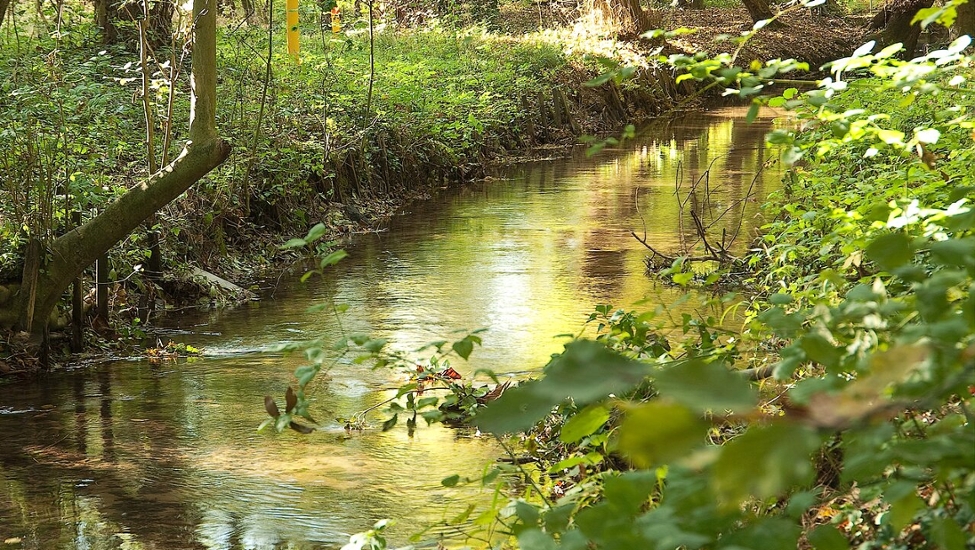 Der Strunder Bach im Wald.