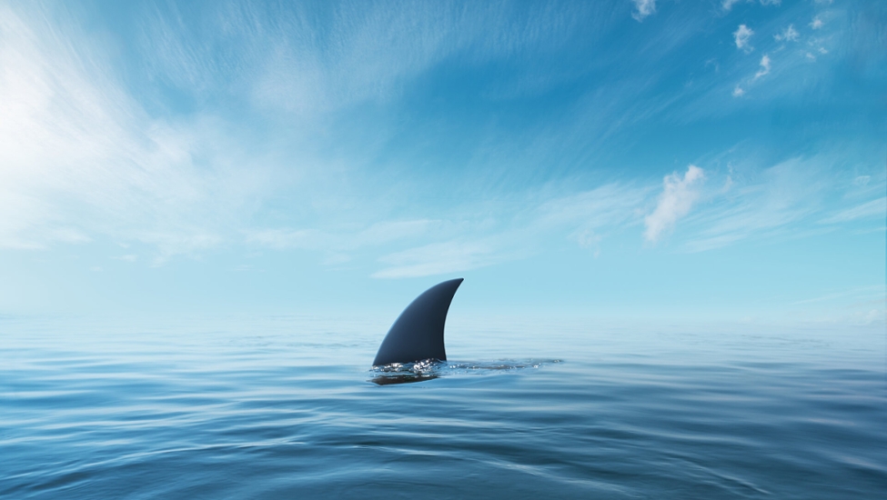 Eine Haiflosse ist oberhalb der Meeresoberfläche zu sehen.