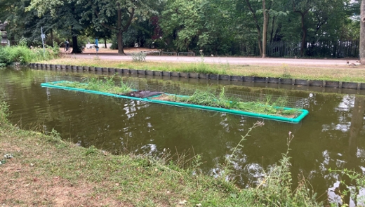 Eine Pflanzinsel auf dem Rautenstrauchkanal.