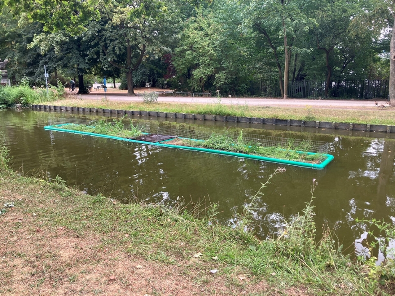 Eine Pflanzinsel auf dem Rautenstrauchkanal.