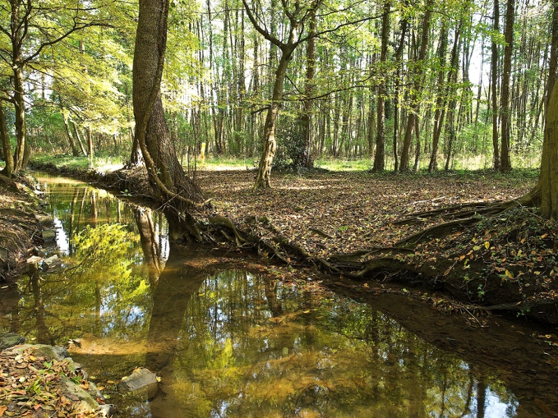 Der Strunder Bach in einem Waldstück.