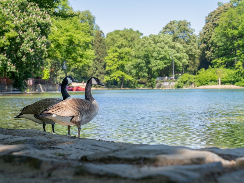 Zwei Kanadagänse stehen am Rand des Volksgartenweihers.